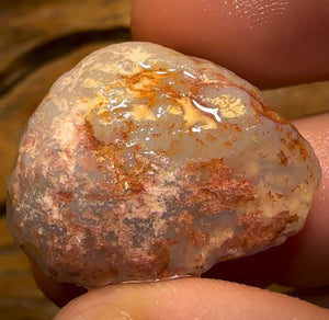 Auction Fall-Through = Your Gain! 🔥 Now More Than 50% Off RRP 🚨 49.1cts - Opalised Shell Rare Geological Specimen from South Australia