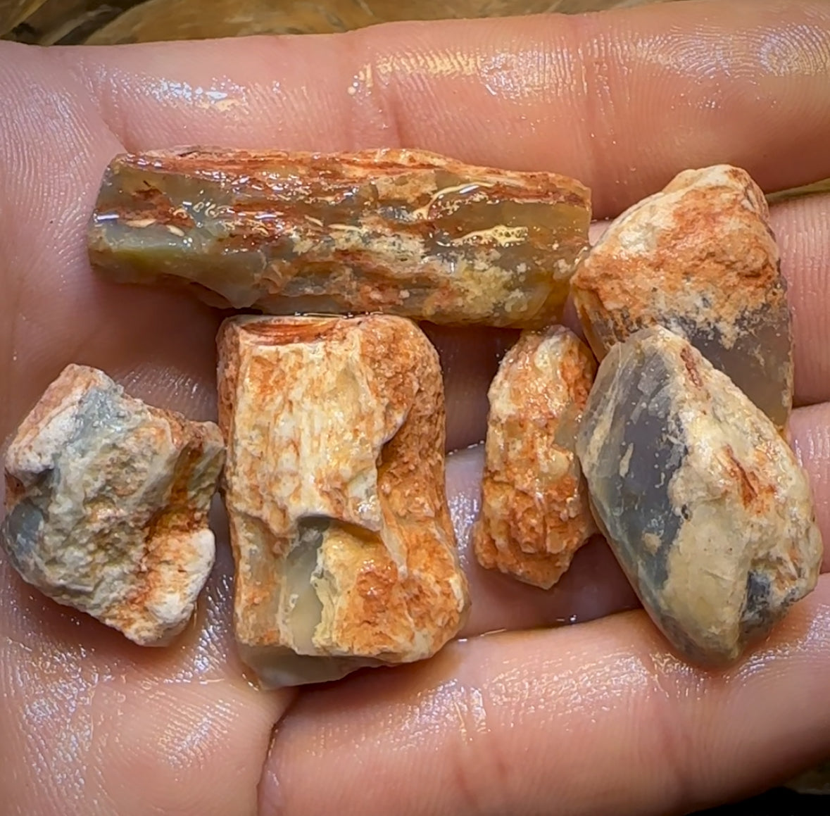 128.2cts - 6x Opalised Fossil Geological Specimens from Lightning Ridge