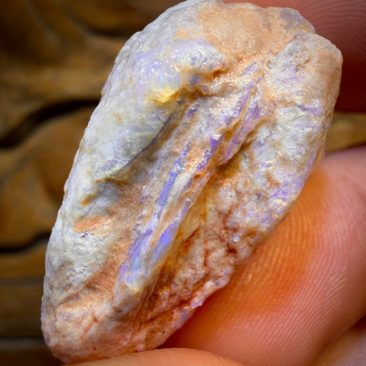 55.1cts - Opalised Shell Rare Geological Rough Specimen from Lightning Ridge