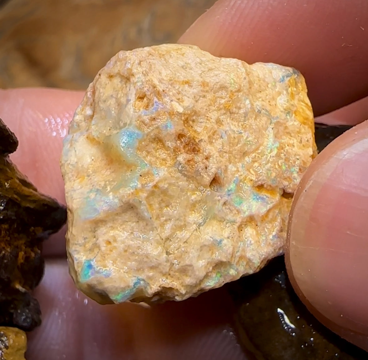 Auction Fall-Through = Your Gain! 🔥 Now More Than 50% Off RRP 🚨 335cts - 8x Opalised Wood/Vegetation Fossil Rough Parcel from Yowah