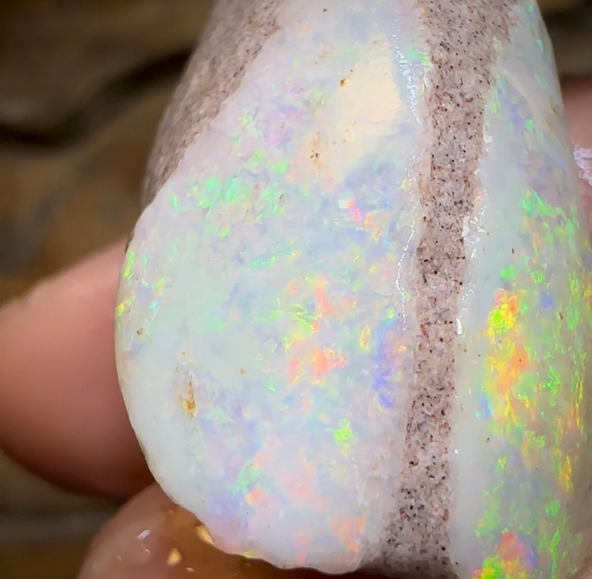 54.1cts - Opalised Shell Rare Geological Specimen from South Australia
