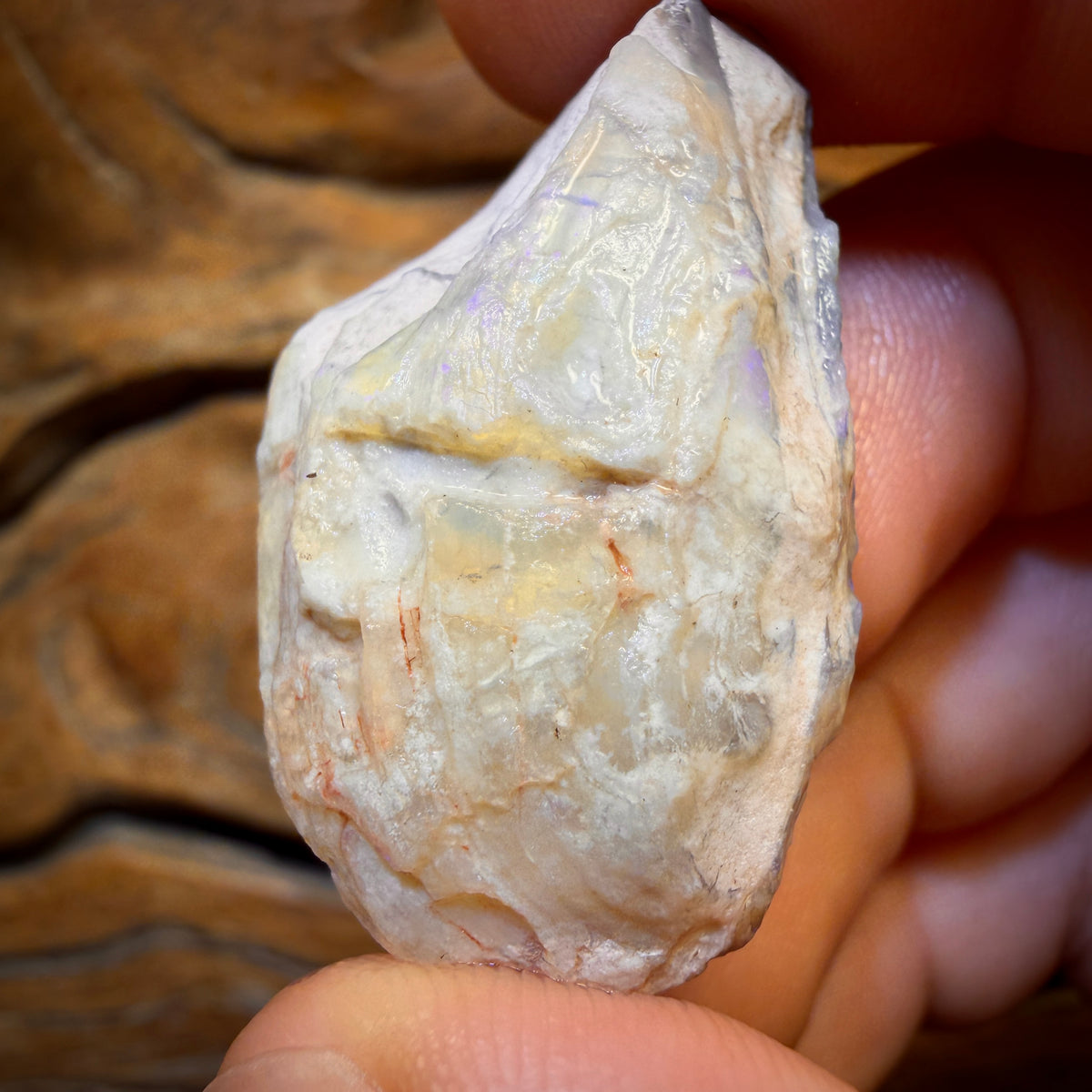 58.2cts - Opalised Shell Rare Geological Rough Specimen from Lightning Ridge
