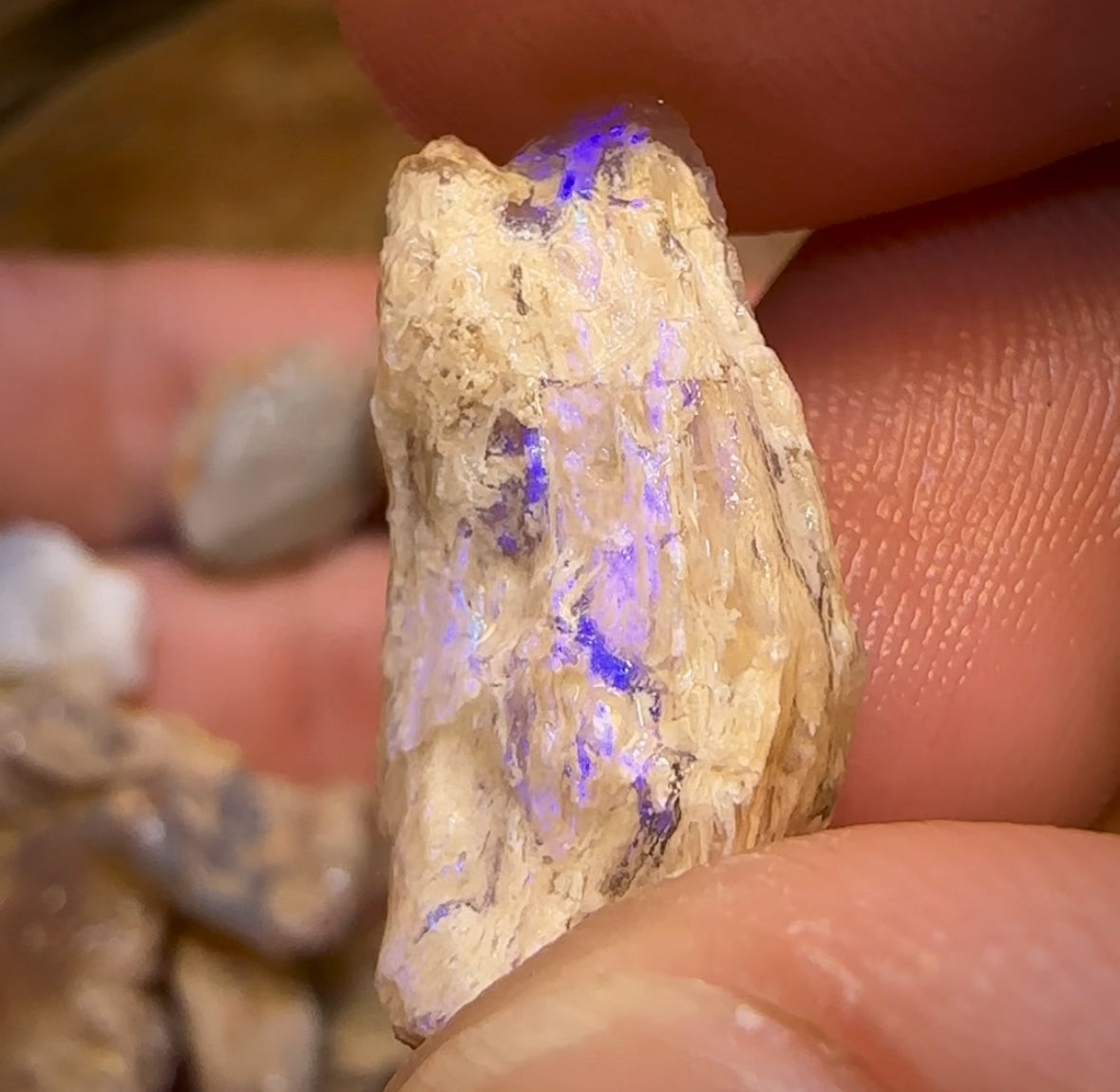 90.2cts - 12x Opalised Fossil Geological Specimens from Lightning Ridge