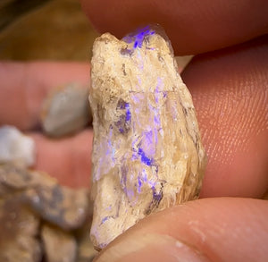 90.2cts - 12x Opalised Fossil Geological Specimens from Lightning Ridge