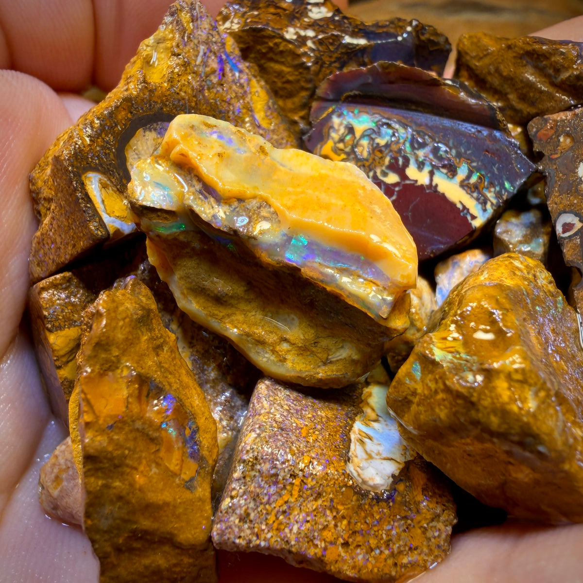 🔒439.5cts - 25x Opalised Wood/Vegetation Fossil Rough Parcel from Yowah