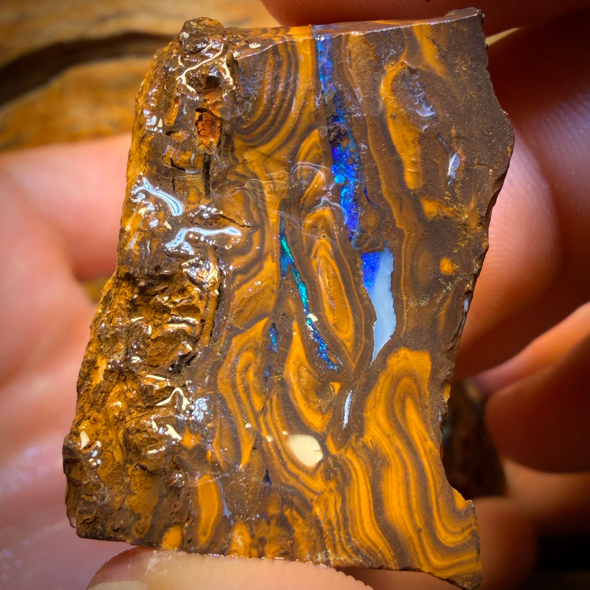 342cts - 3x Queensland Boulder-Opal-Rohmaterial-Paket von Duck Creek