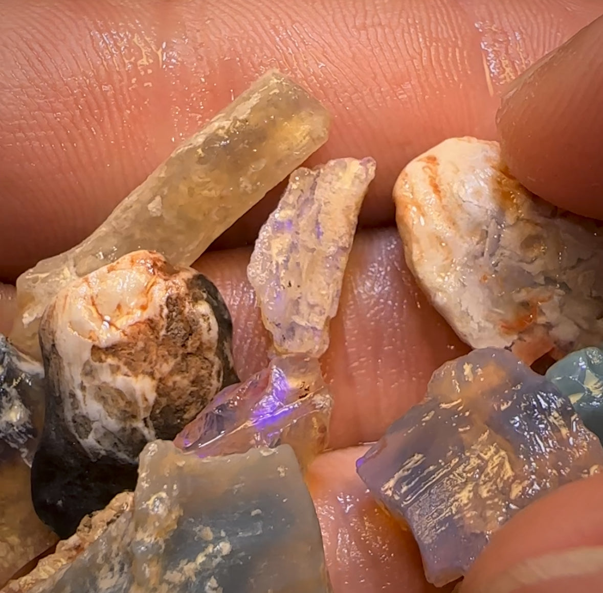 🔨 AUCTION 🔨 58.9cts - 12x Opalised Fossil Geological Specimens from Lightning Ridge