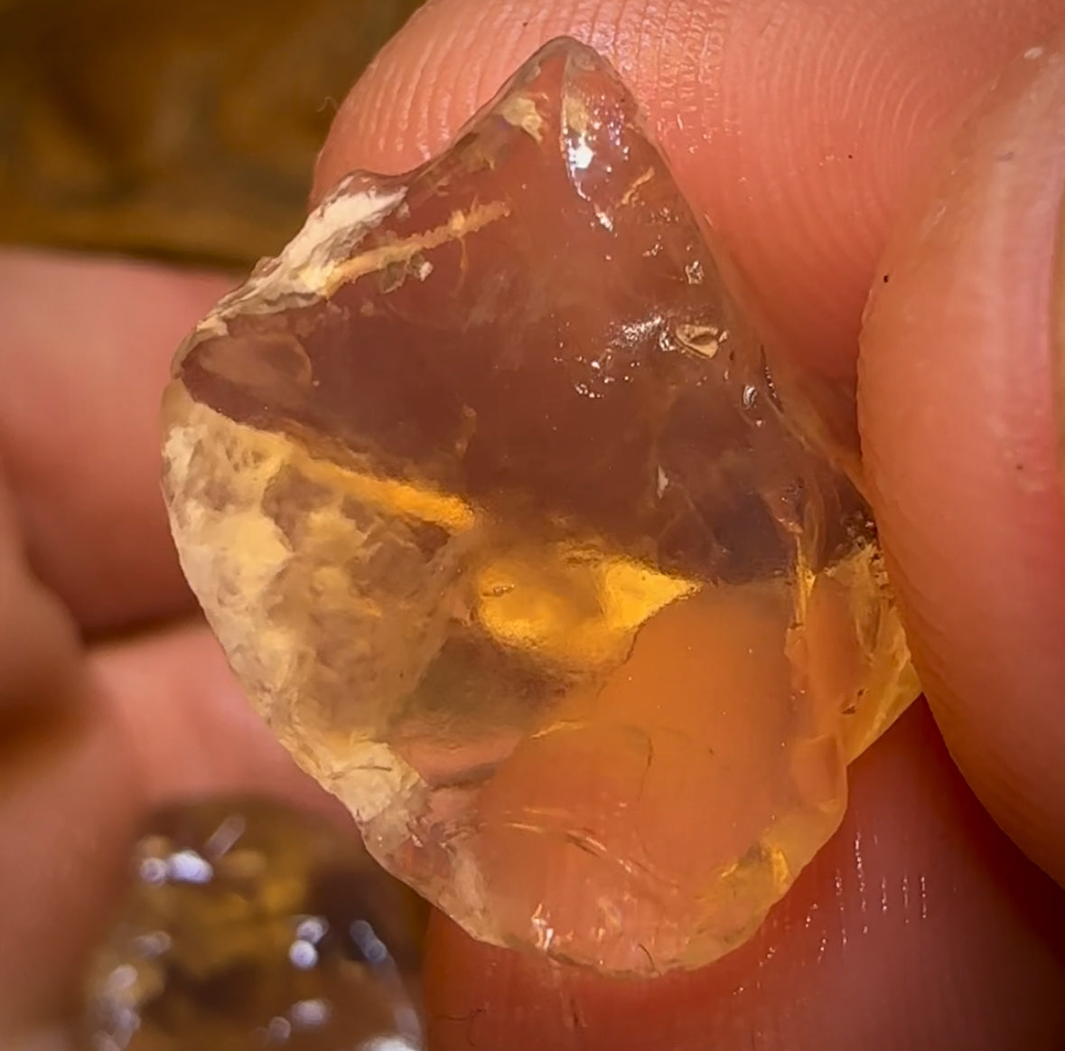 68.5cts - 6x Opalised Shell Geological Specimens from Lightning Ridge