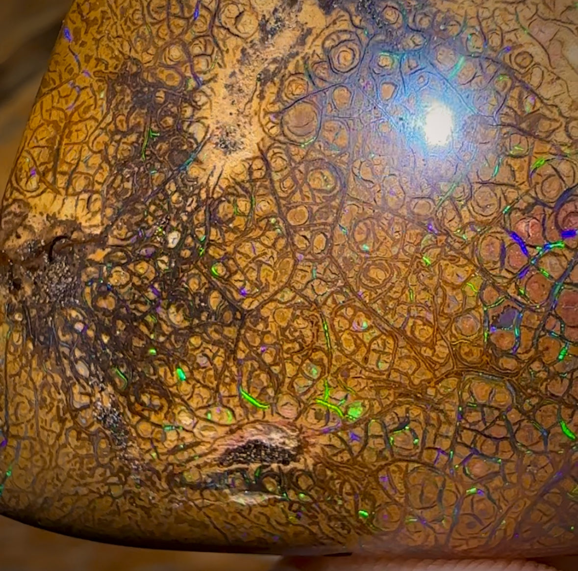 282.5cts - Intricate Tan Tribal Queensland Boulder Opal. Polished Specimen