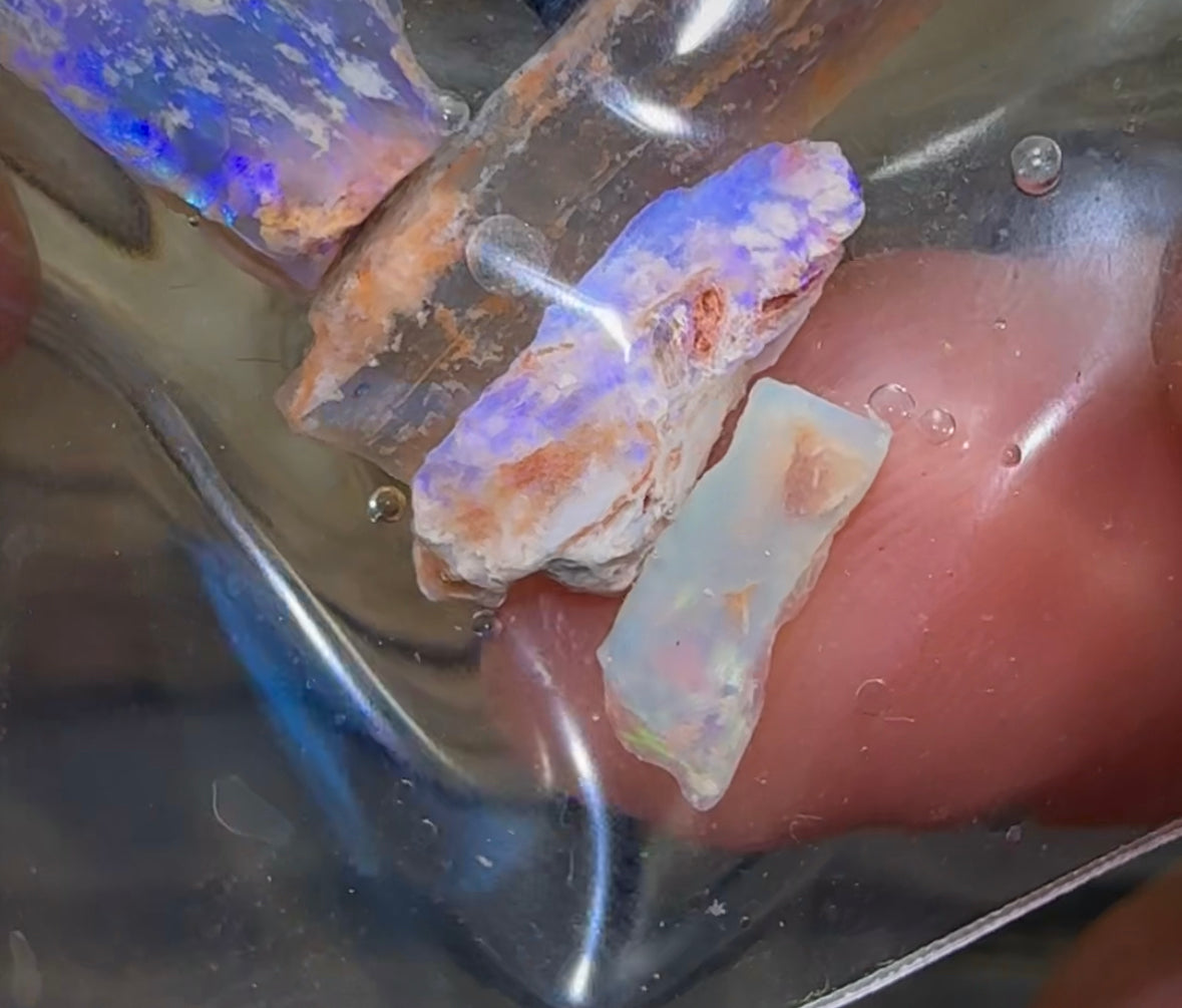 16.4cts - Lightning Ridge, Fossil Rough Opal Specimen - Opalwhisperers