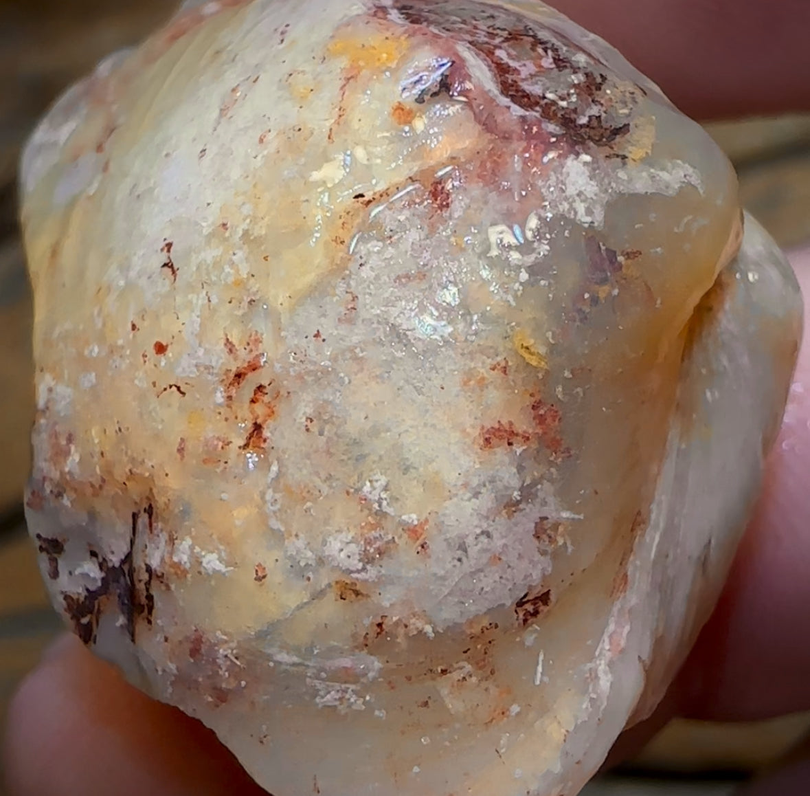 69.9cts - Opalised Shell Rare Geological Specimen from South Australia