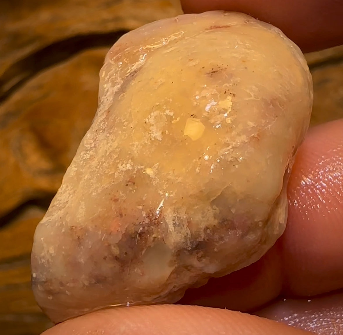 Auction Fall-Through = Your Gain! 🔥 Now More Than 50% Off RRP 🚨 59.1cts - Opalised Shell Rare Geological Specimen from South Australia