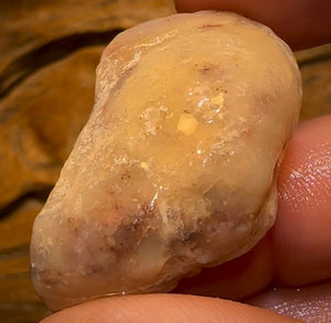 Auction Fall-Through = Your Gain! 🔥 Now More Than 50% Off RRP 🚨 59.1cts - Opalised Shell Rare Geological Specimen from South Australia