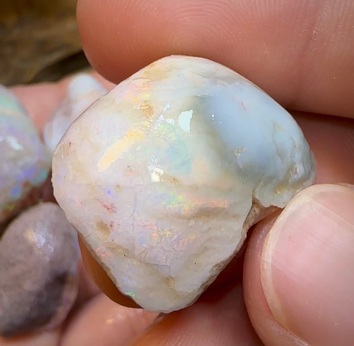 179.6cts - 5x Opalised Shell Geological Specimens from South Australia - Opal Whisperers