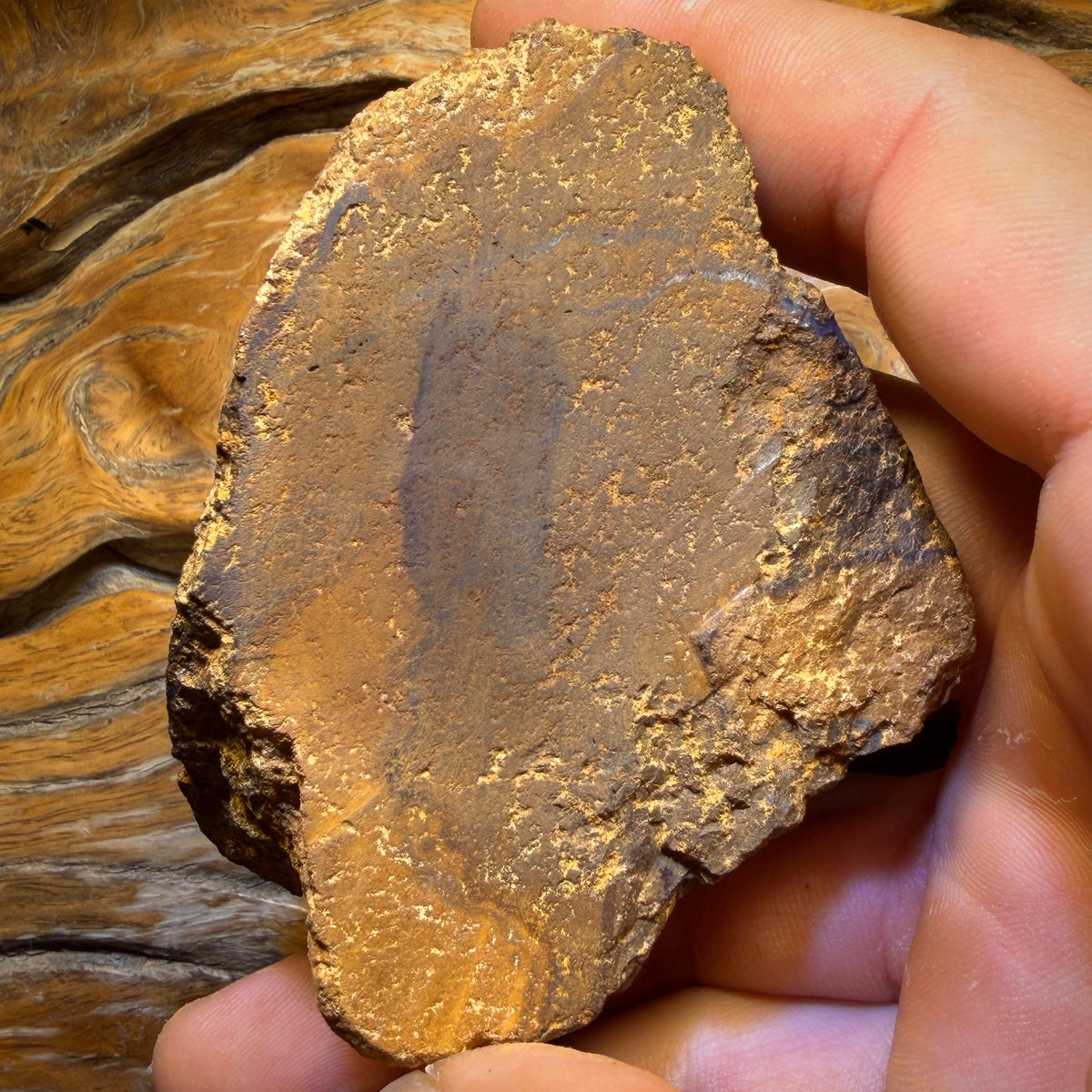 919cts - Queensland Boulder Seam Opal Rough Piece