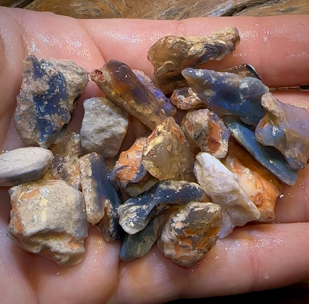 201.2cts - 23x Lightning Ridge Fossil Replacement Opal Rough Parcel. Australian Opal Under $2/Ct - Opal Whisperers