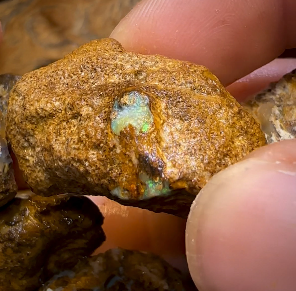 464.5cts - 7x Opalised Wood/Vegetation Fossil Rough Parcel from Yowah