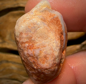 43.5cts - Opalised Shell Rare Geological Specimen from South Australia Good Shape