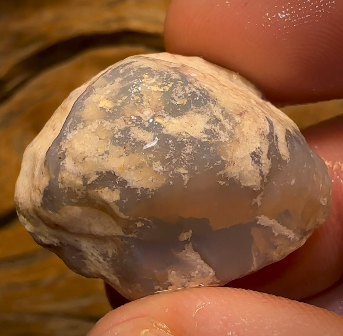59.2cts - Opalised Shell Rare Geological Specimen from South Australia