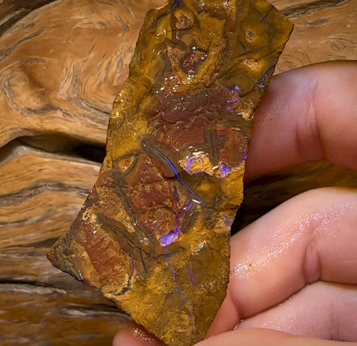 260cts - Queensland Boulder Opal Rough Piece