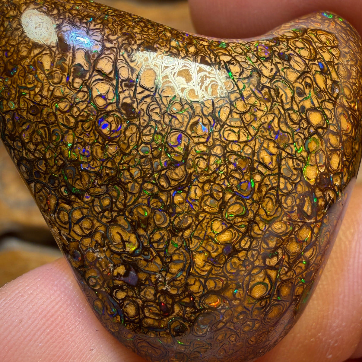 Bargain big boy Card ! 125.3cts - Massive Top Tan Tight Tribal Queensland Boulder Opal from Yowah