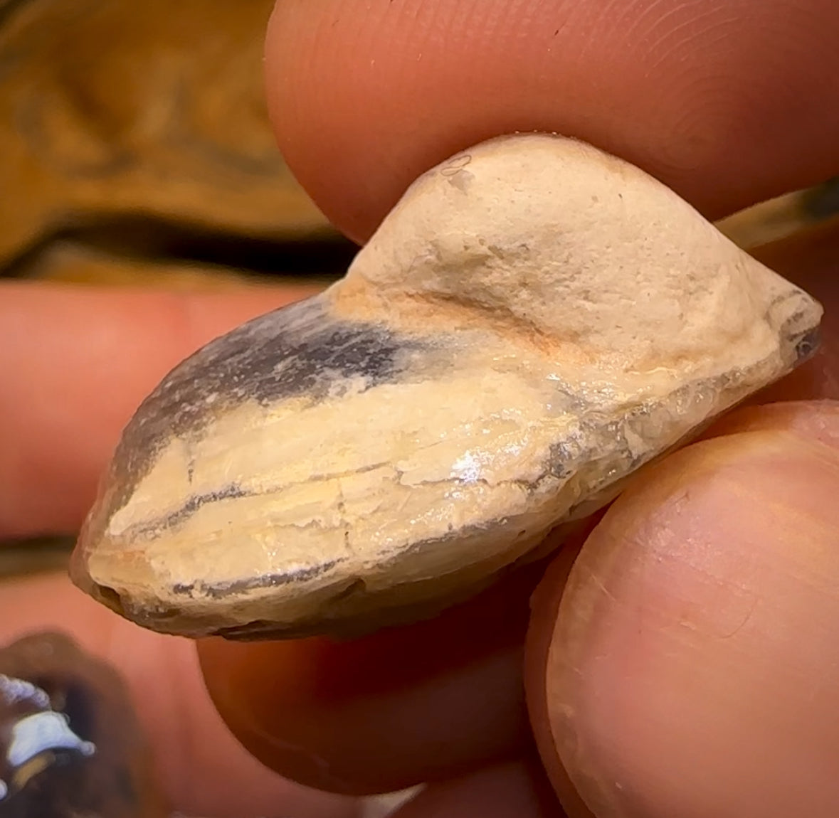 75.2cts - 3x Opalised Shell Geological Specimens from Lightning Ridge