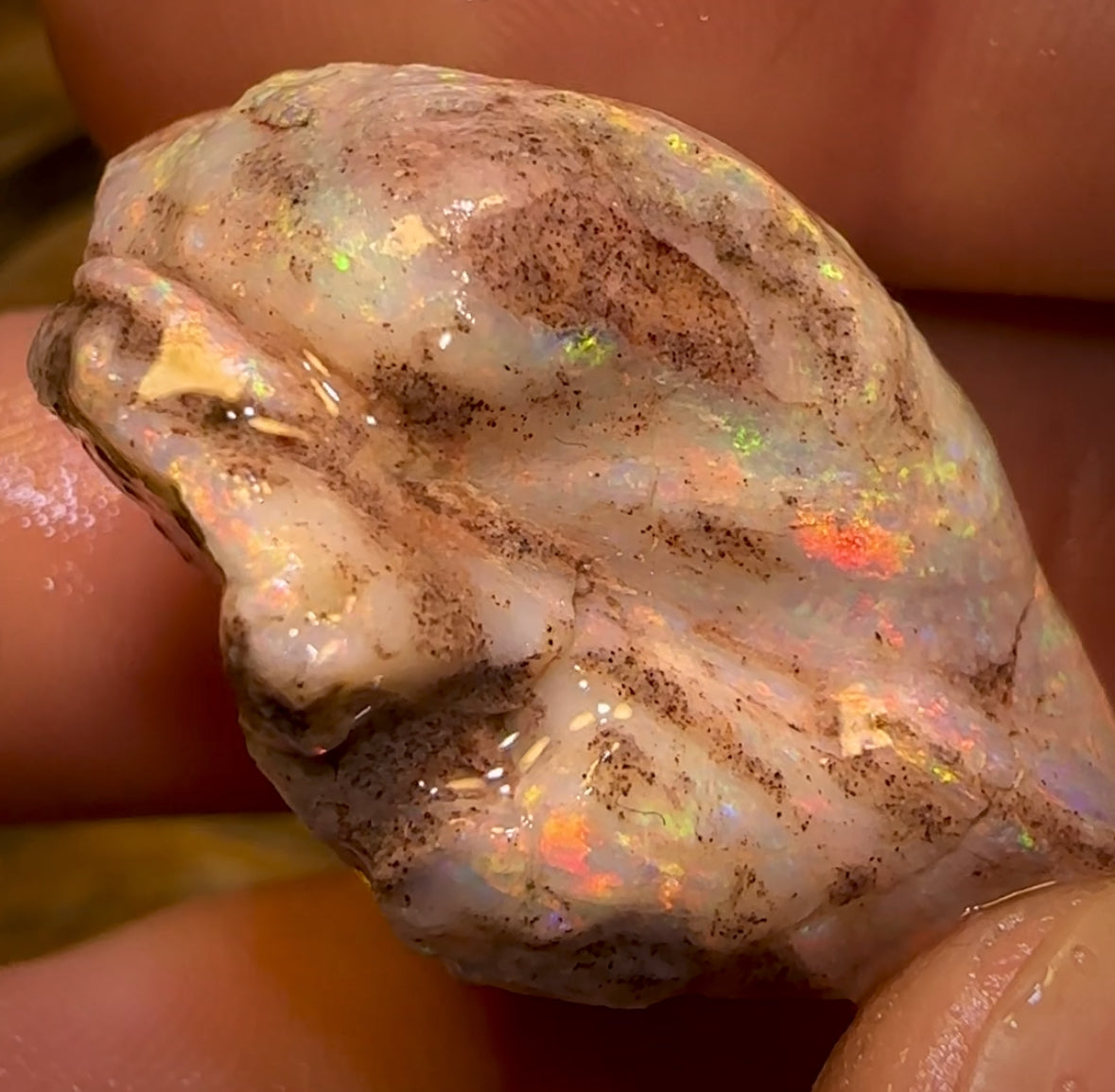 79.5cts - TOP Opalised Shell Rare Geological Specimen from South Australia