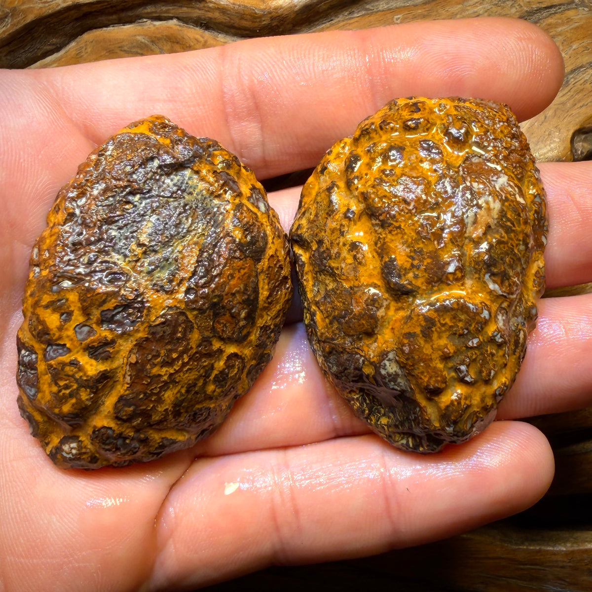 Wildcard! 315.1cts - RARE Yowah Nut Partial Crystal Centre Rough Specimen Pair