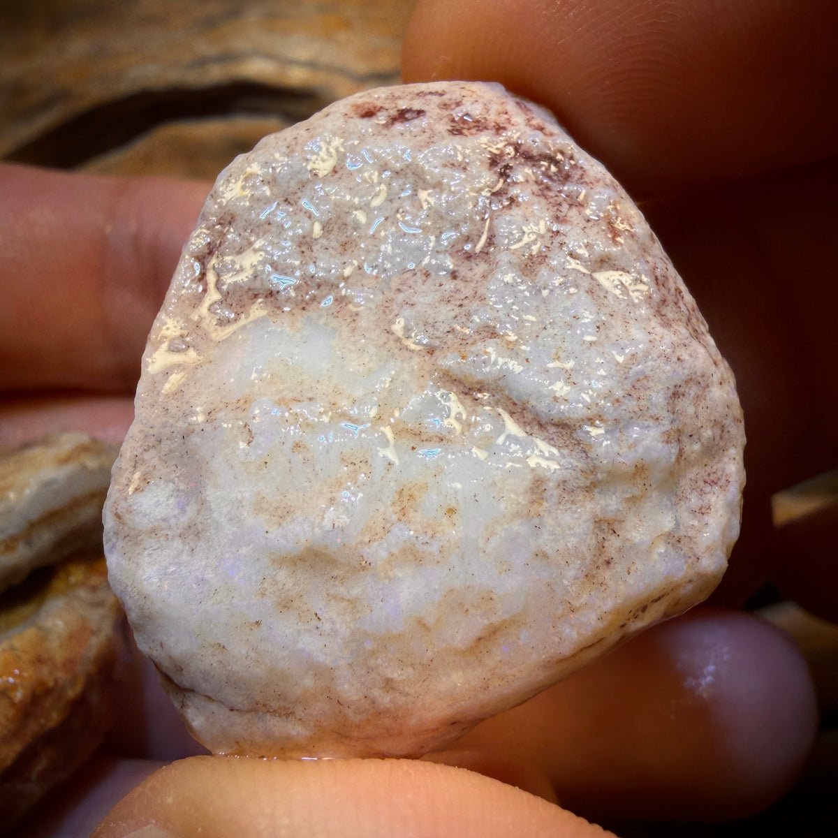 Celebrity Card! 136.2cts - 3x Opalised Fossil Shell Specimens. Featured on ‘Outback Opal Hunters’!