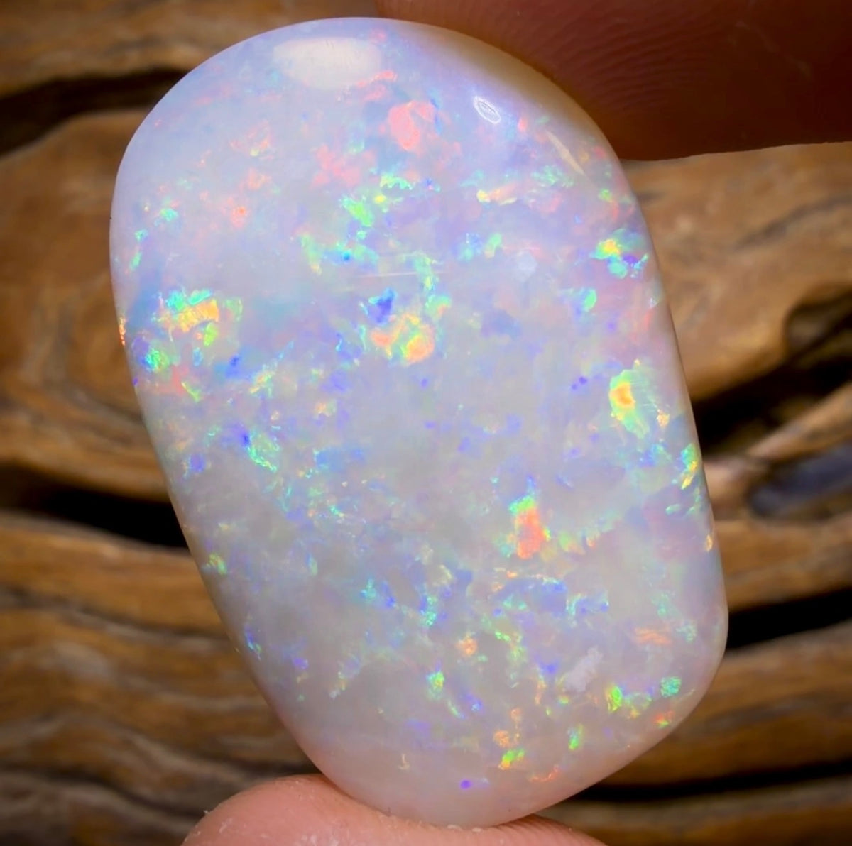 40.9cts - Large Olympic, South Australian White Opal