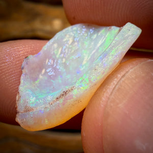 18,2 cts - 2 spécimens bruts géologiques de coquillages opalisés d'Australie du Sud