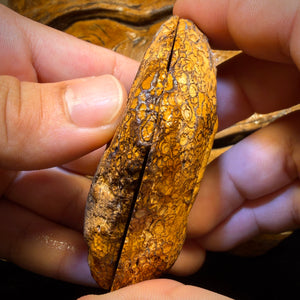 697cts - Large Yowah Nut Partial Crystal Centre Rough Specimen Pair