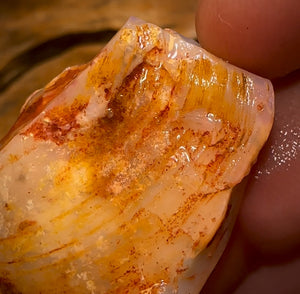 72.7cts - Opalised Shell Rare Geological Specimen from South Australia