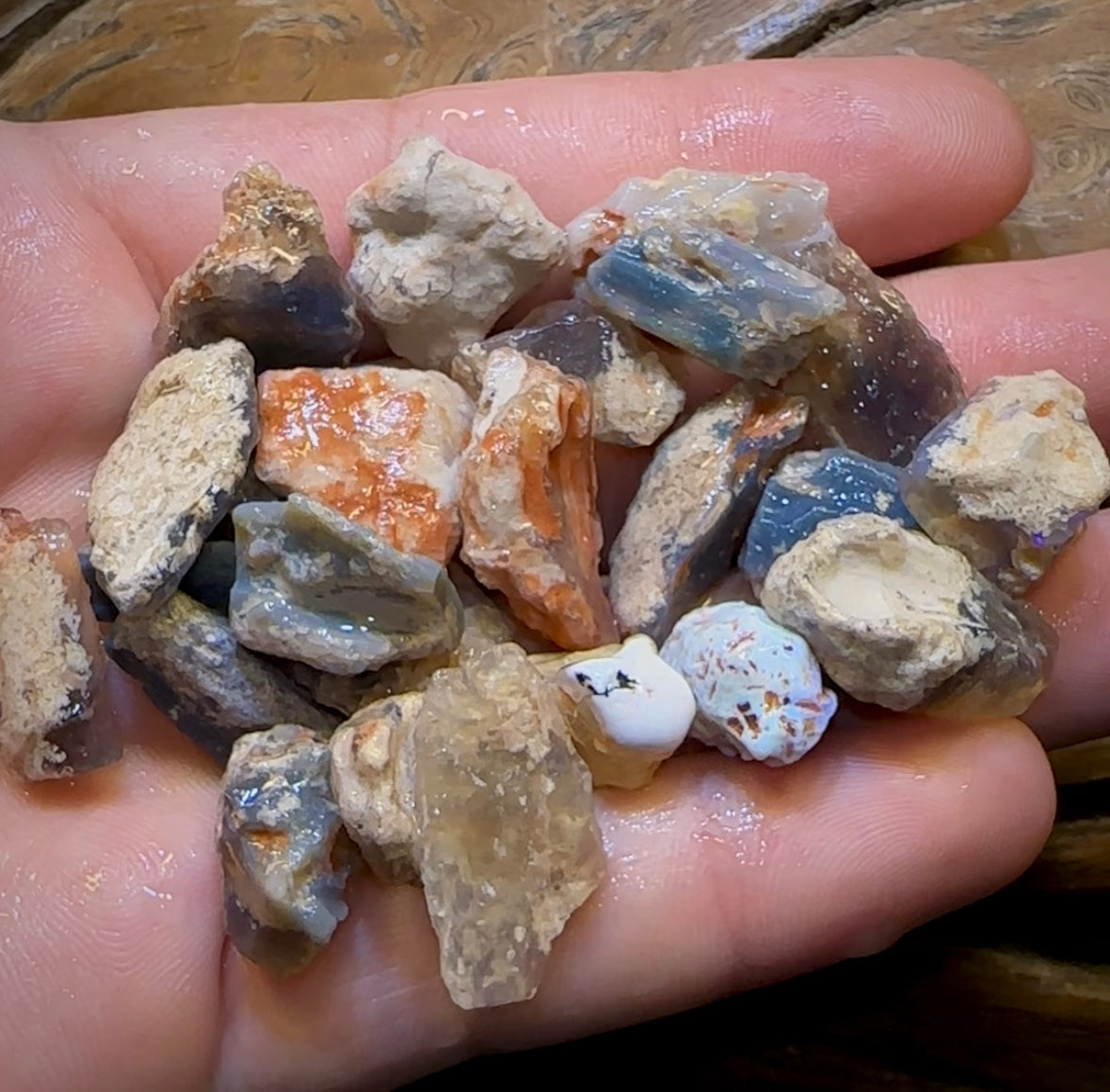 200.2cts - 25x Lightning Ridge Fossil Replacement Opal Rough Parcel Under $2/Ct - Opal Whisperers