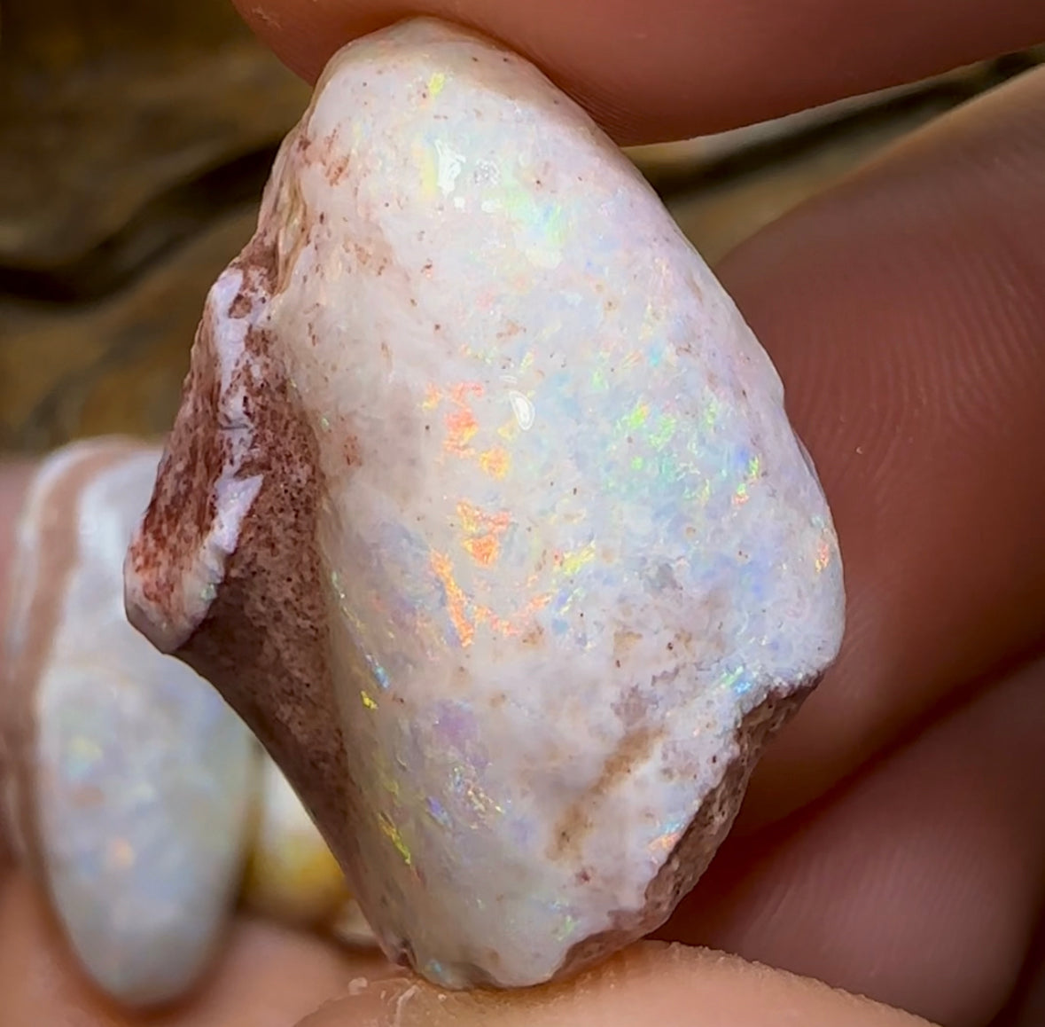 155.2cts - 5x Opalised Shell Geological Specimens from South Australia - Opal Whisperers