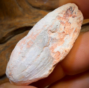 62.4cts - Opalised Shell Rare Geological Rough Specimen from Lightning Ridge