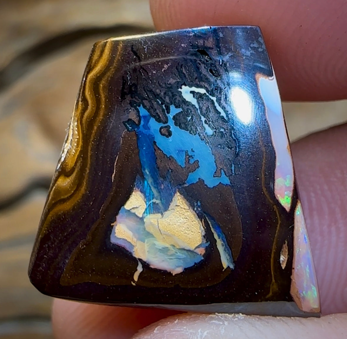 19.3cts - “Elvis” Picture Stone Polished Koroit Nut Opal Specimen with Kernel - Opal Whisperers