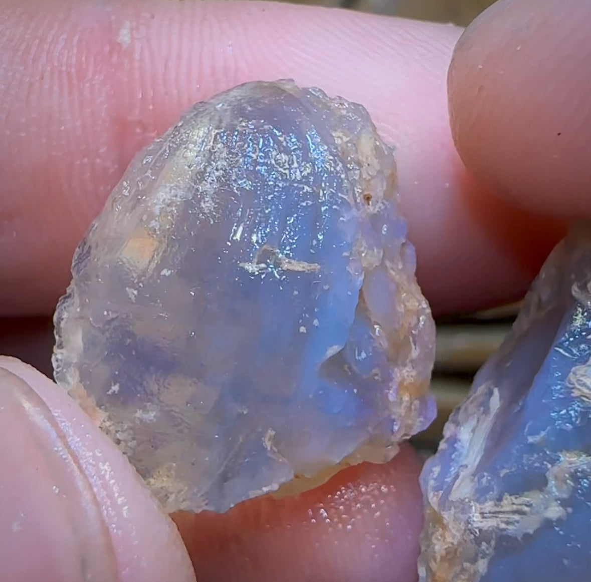 47.9cts - 2x Opalised Shell Geological Specimens from Lightning Ridge