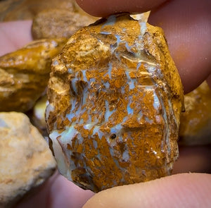 464.5cts - 7x Opalised Wood/Vegetation Fossil Rough Parcel from Yowah