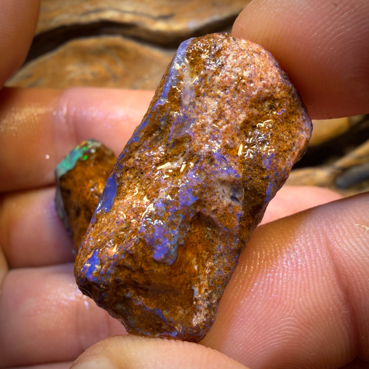 Awesome 🔨 AUCTION 🔨 Action  145cts - 3x Yowah Nut Rough Opal Parcel. Fossil and Kernel!