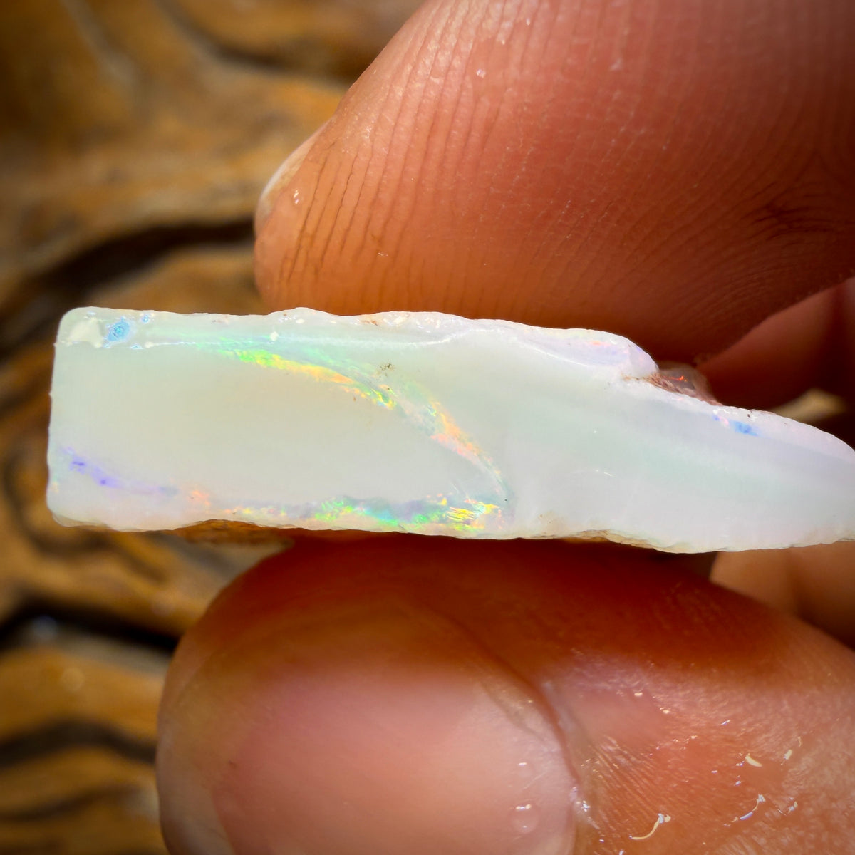 Wild Card! 42.1cts - Large South Australian White Opal Rough Piece