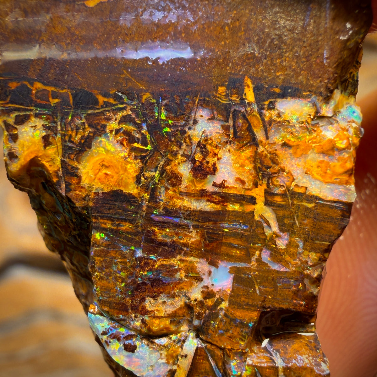 37.2cts - Vegetation Fossil Replacement Boulder Opal Rough Piece