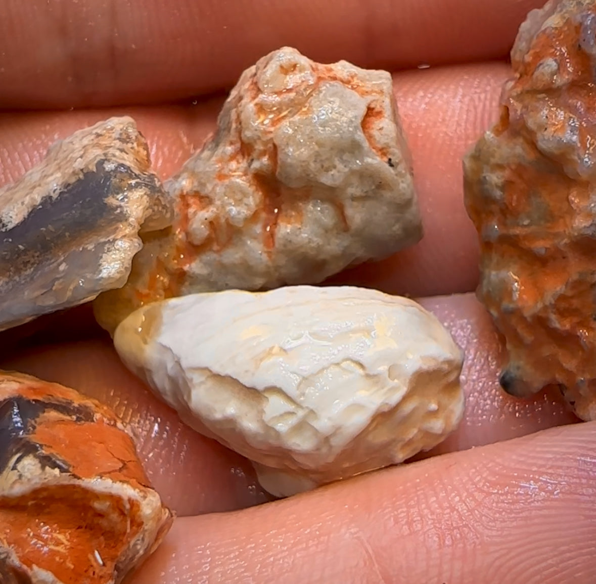 78.6cts - 6x Opalised Fossil Geological Specimens from Lightning Ridge