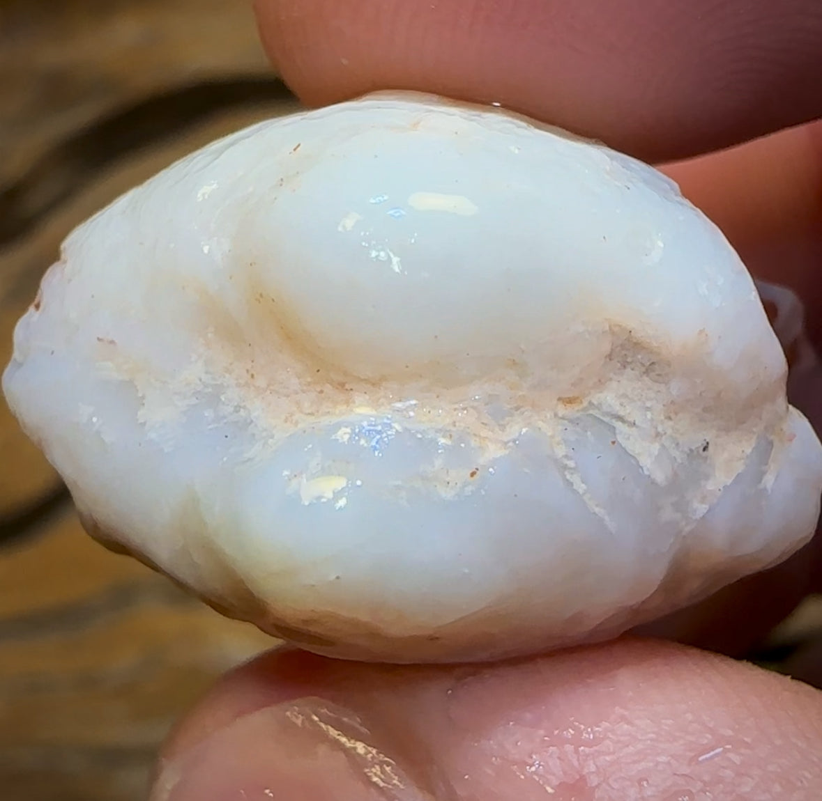 62.3cts - Opalised Shell Rare Geological Specimen from South Australia