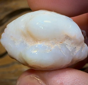 62.3cts - Opalised Shell Rare Geological Specimen from South Australia