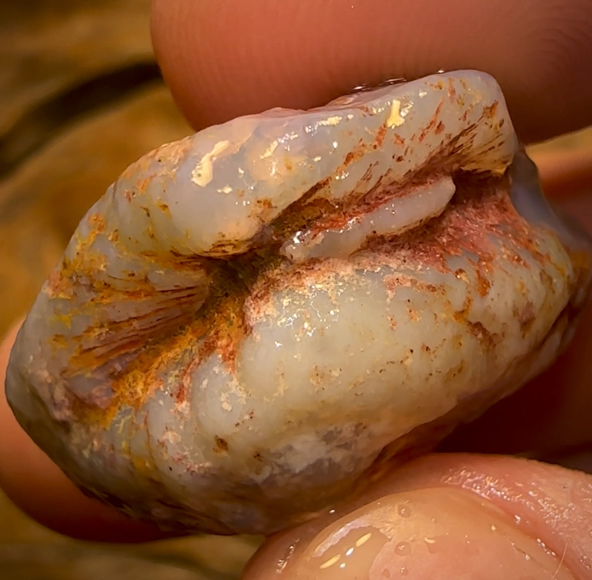 Auction Fall-Through = Your Gain! 🔥 Now More Than 50% Off RRP 🚨 49.1cts - Opalised Shell Rare Geological Specimen from South Australia