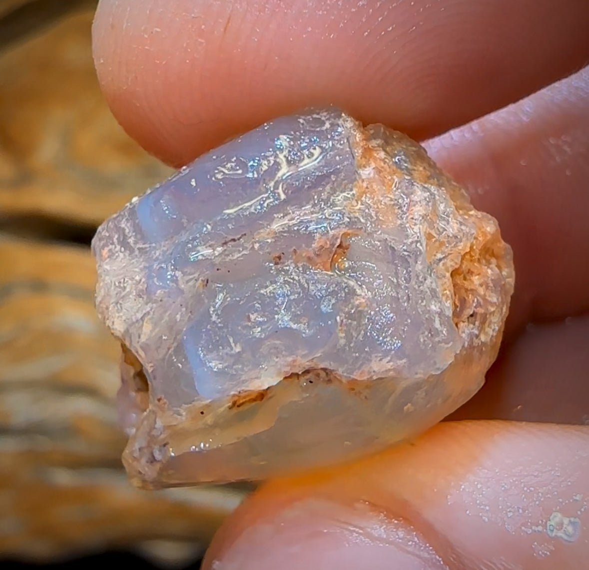 39.3cts - Opalised Shell Rare Geological Specimen from Lightning Ridge
