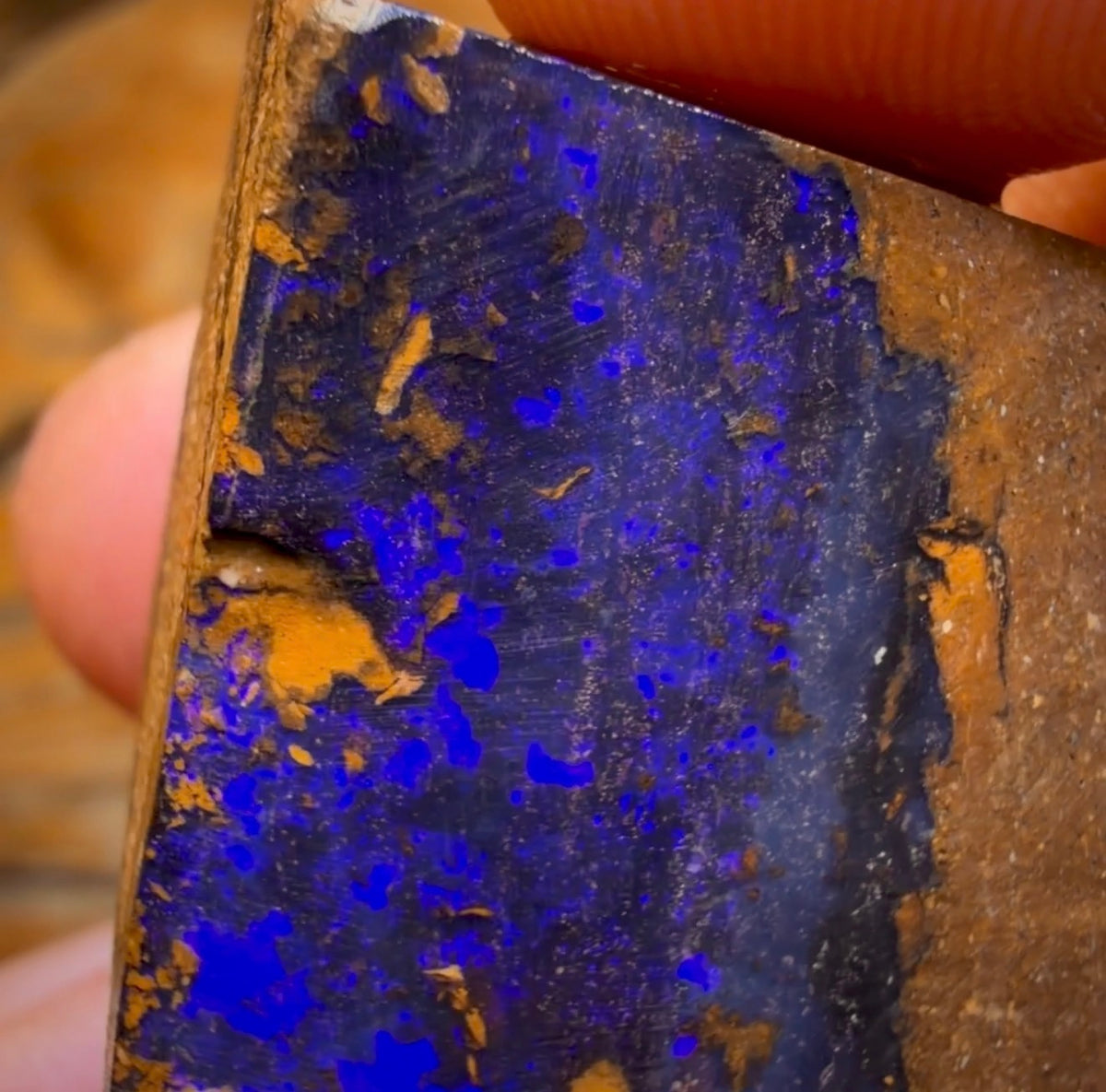 Wildcard! 98.1cts - Queensland Boulder Seam Opal Rough Specimen Piece