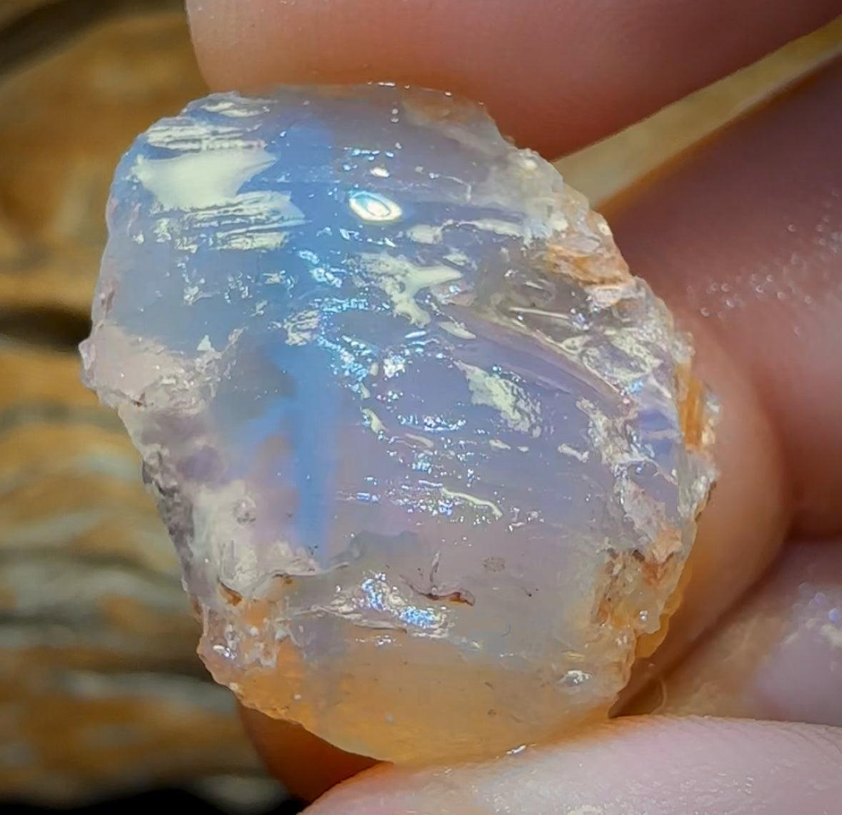 39.3cts - Opalised Shell Rare Geological Specimen from Lightning Ridge