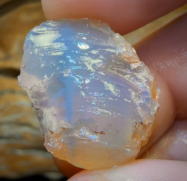 39.3cts - Opalised Shell Rare Geological Specimen from Lightning Ridge ...